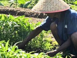 Dari Balik Jeruji, Warga Binaan Lapas Bangkinang Buktikan Produktivitas dengan Panen Kangkung