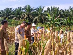 Dukung Ketahanan Pangan Nasional, Kapolsek Tapung Hilir Ikuti Panen Raya Jagung